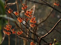 Hamamelis Frederic 2016 01 23 9044